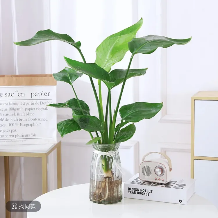 水培天堂鸟耐阴四季好绿植适合长期懒人绿植水培绿植盆栽水培植物