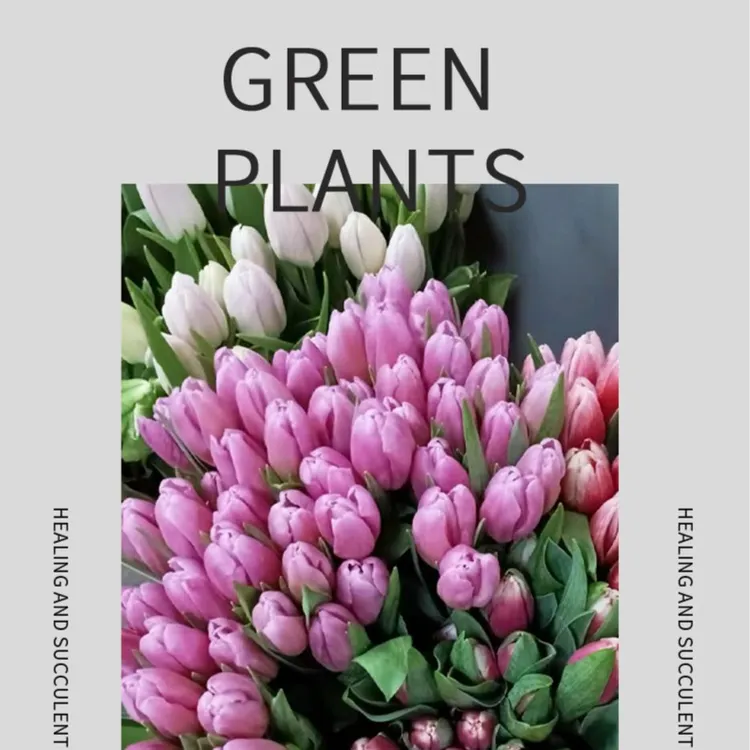 郁金香鲜切花鲜花水培养花家用送人客厅办公室插花真花