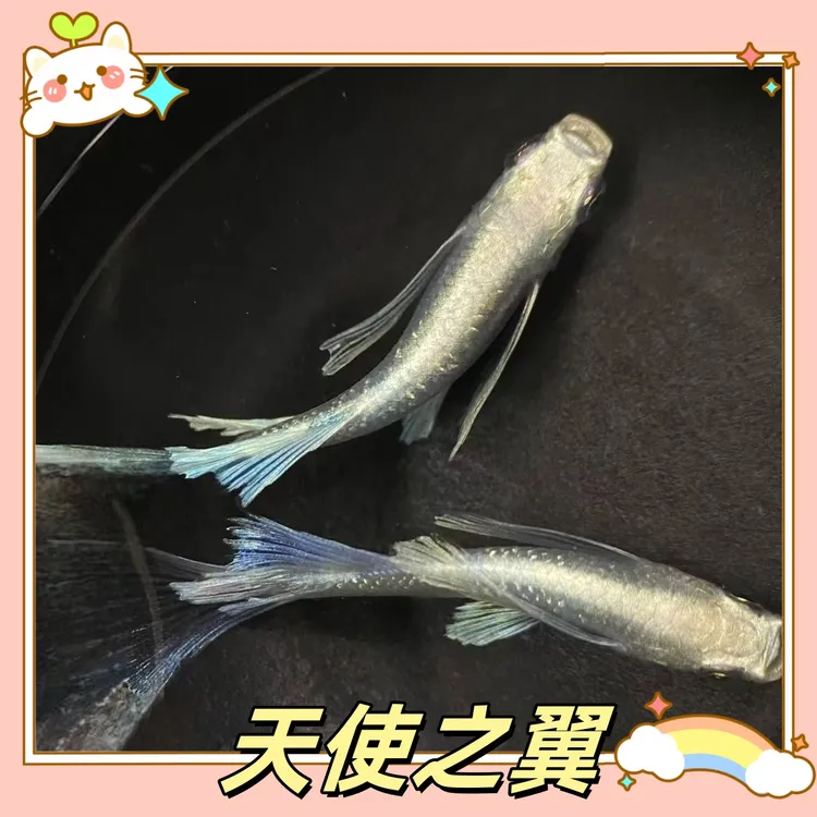 高品质观背青鳉鱼卵小型淡水观赏鱼不打氧好养活吃油膜桌面小宠物