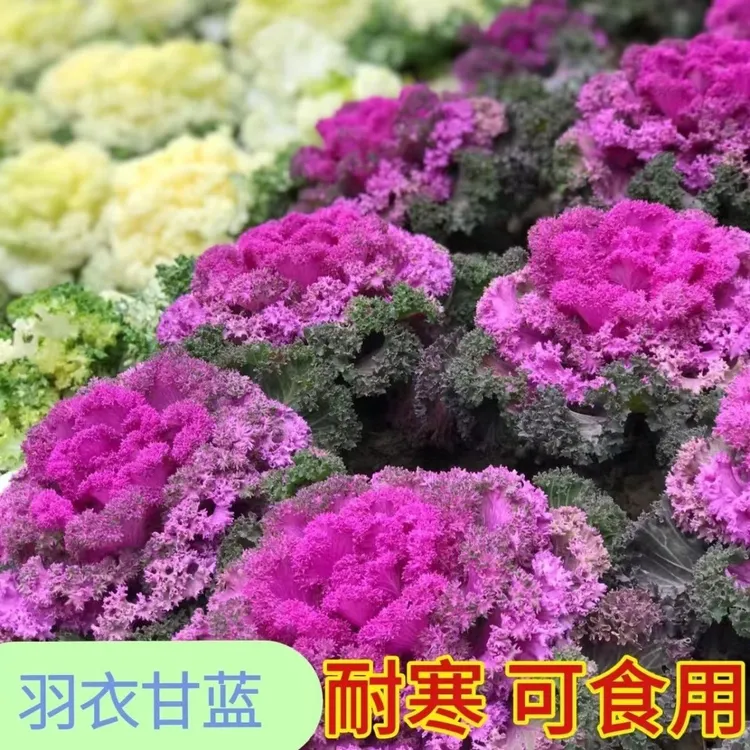 【今年新品】网红紫韵晶莲花苗羽衣甘蓝耐寒易养阳台庭院羽衣甘蓝花