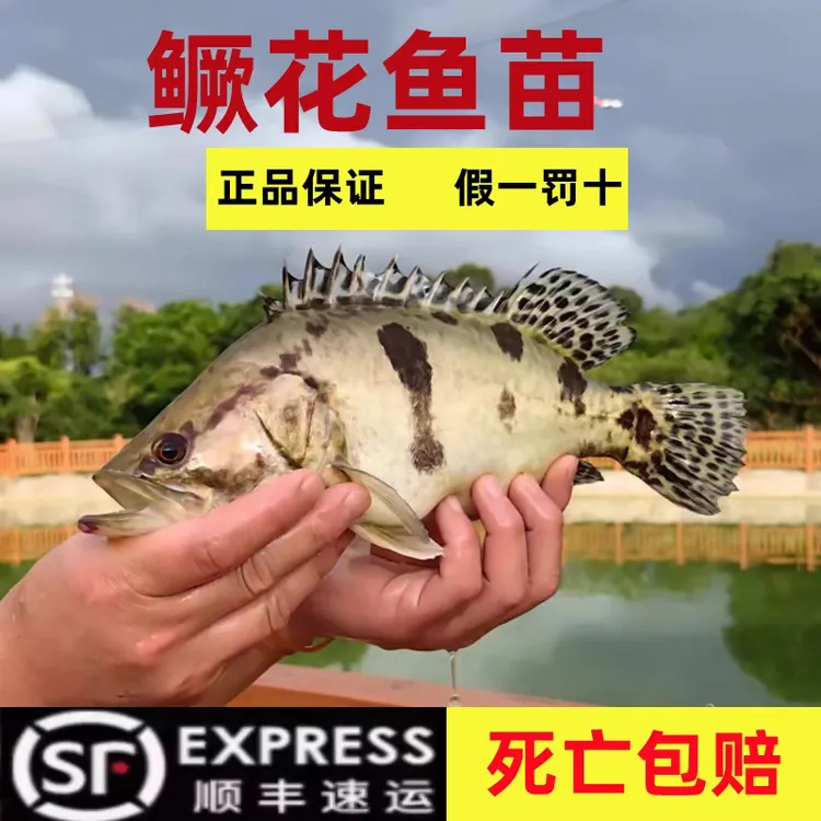 淡水养殖正宗优品鳜鱼桂花鱼可观赏可养殖凶猛鱼类