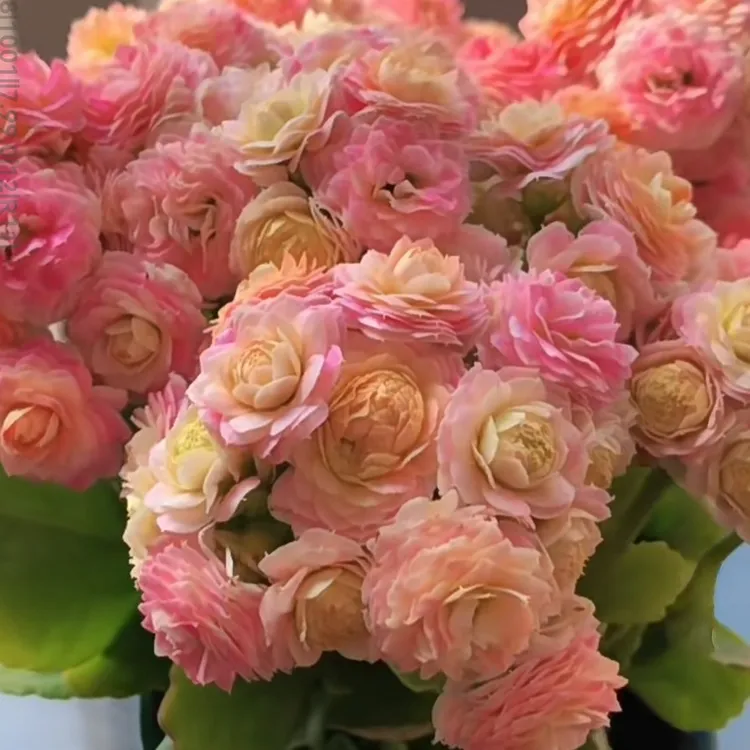 【蟠桃】重瓣大花型长寿花带花苞