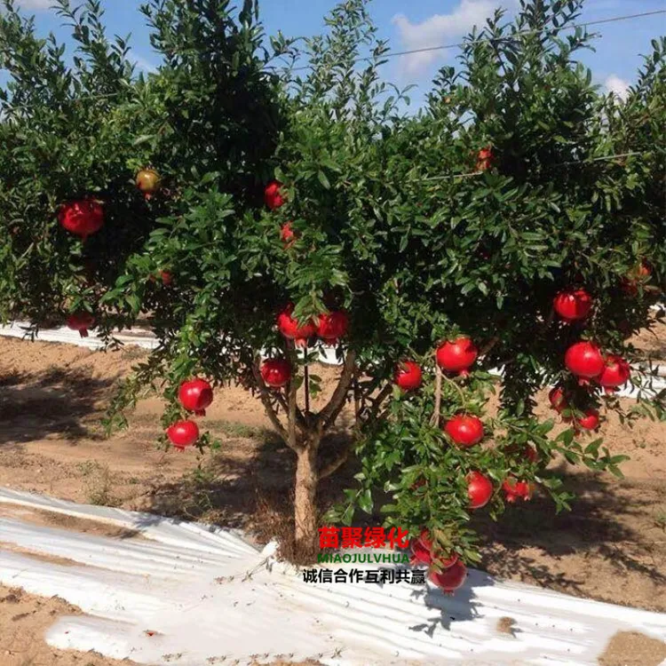 石榴树树苗突尼斯软籽石榴苗地栽庭院果树特大石榴带土甜石榴树苗