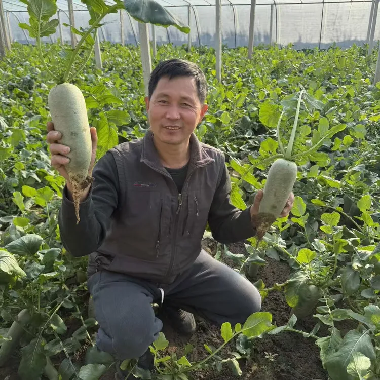 小虎农场-正宗暖棚沙窝萝卜天星2号脆甜 京东快递 （5斤9斤装）