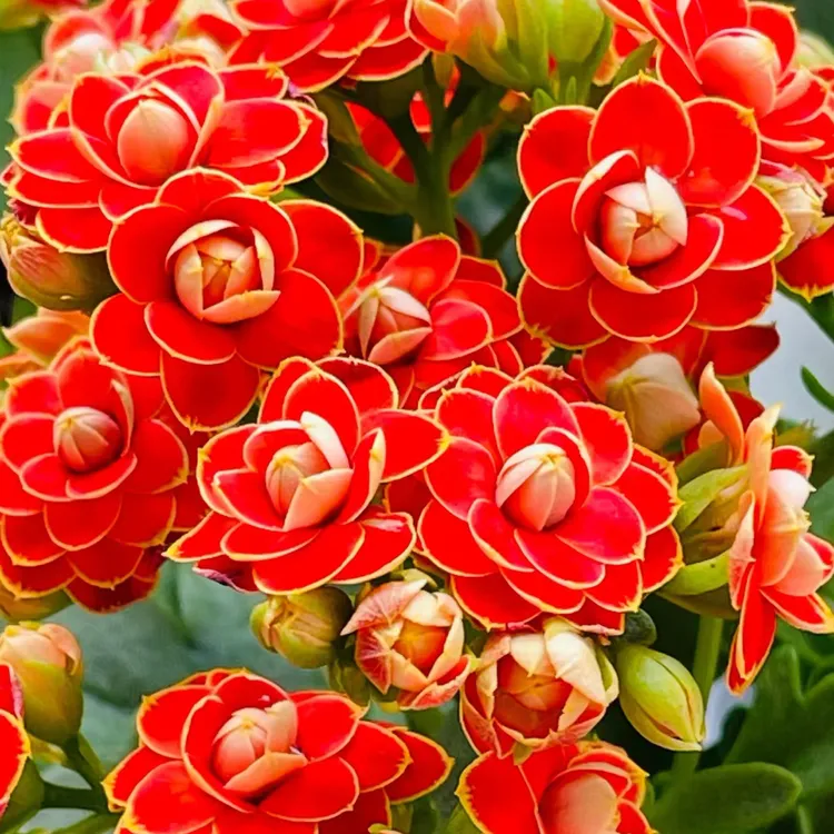 （金狐狸）120盆稀有大花品种，一代种苗基地直发