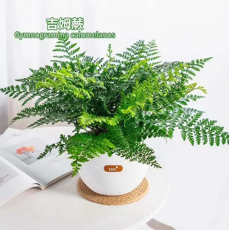 吉姆蕨网红植物盆栽绿植室内茶室盆景花卉水培蕨类观叶好养盆栽花