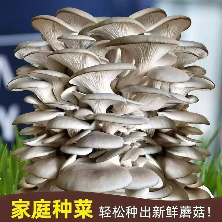 【灰平菇菌包】食用菌菌棒好养喷水就长蘑菇菌包绿色盆栽绿植