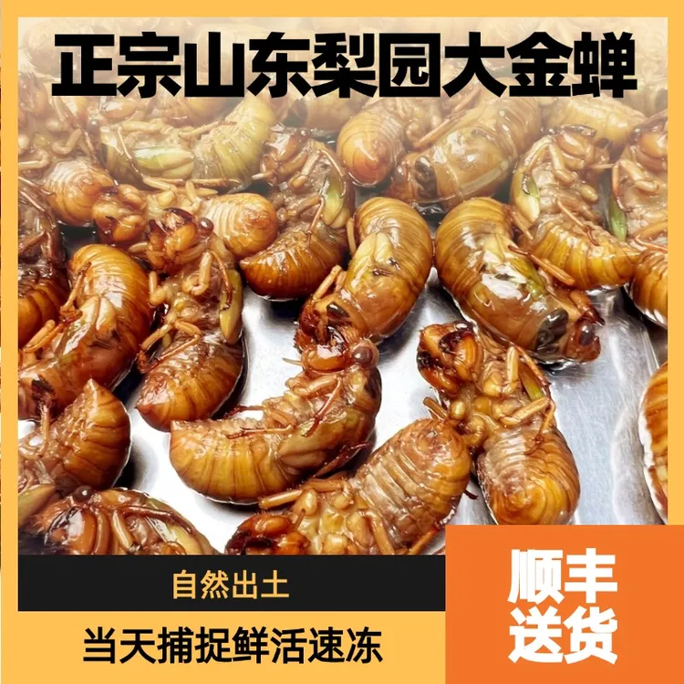 山东野生知了猴爬叉肉蛋包顺丰京东包邮鲜活速冻生鲜冷冻食品