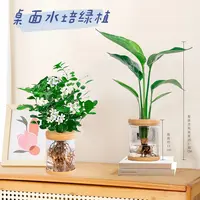 【买一送一】九里香天堂鸟懒人水培室内花卉绿植盆栽整高20-30