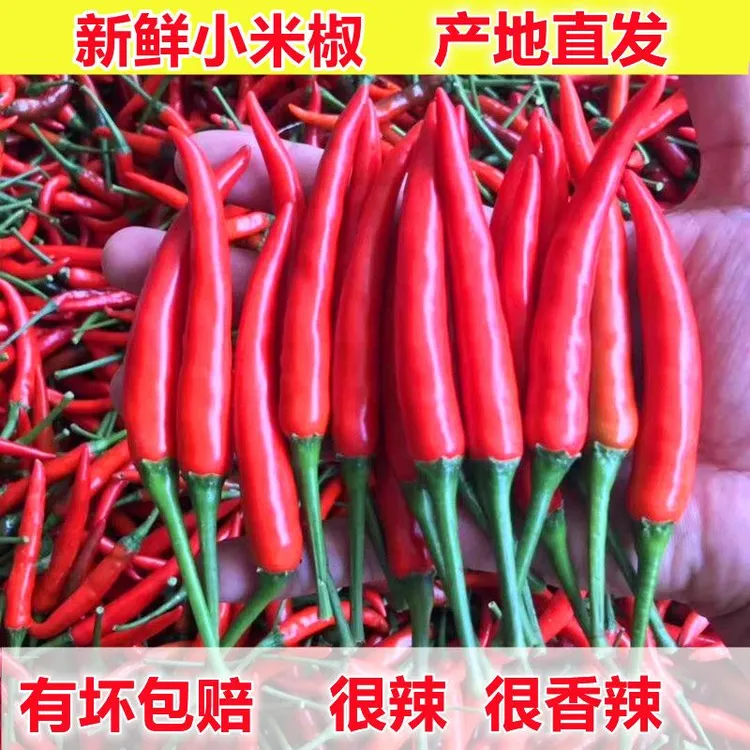 云南新鲜香辣红米椒特辣王现货鲜椒超辣小米辣正宗朝天椒椒包邮