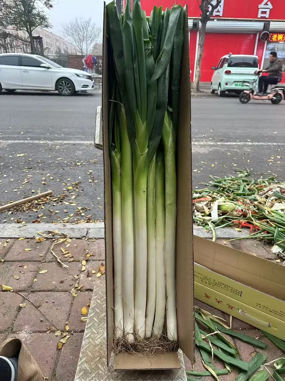 【精品】正宗新鲜章丘大葱择优挑选去皮去半叶山东大葱包邮到家