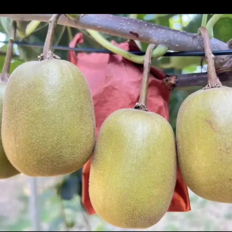 苍溪县元坝镇红心农产品猕猴桃当季新鲜孕妇水果自然熟奇异果天气