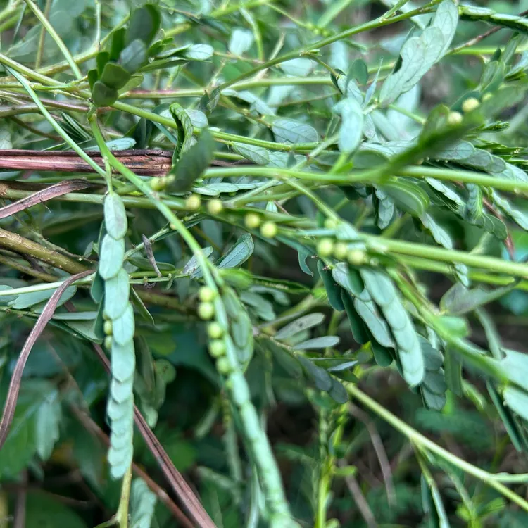野生叶下珠 广西大山珍珠草夜合草 煲汤煮水养生中草药材 鲜干货