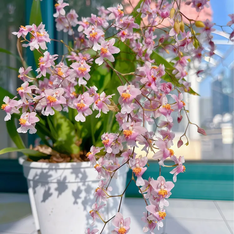 【梦香兰】浓香型文心兰兰花盆栽兰花苗室内室外盆栽植物室内