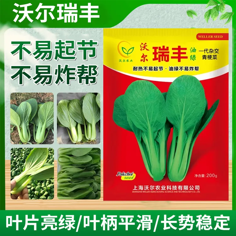 瑞丰一代杂交沃尔瑞丰上海青深绿叶面不易起节不易炸帮长势稳定