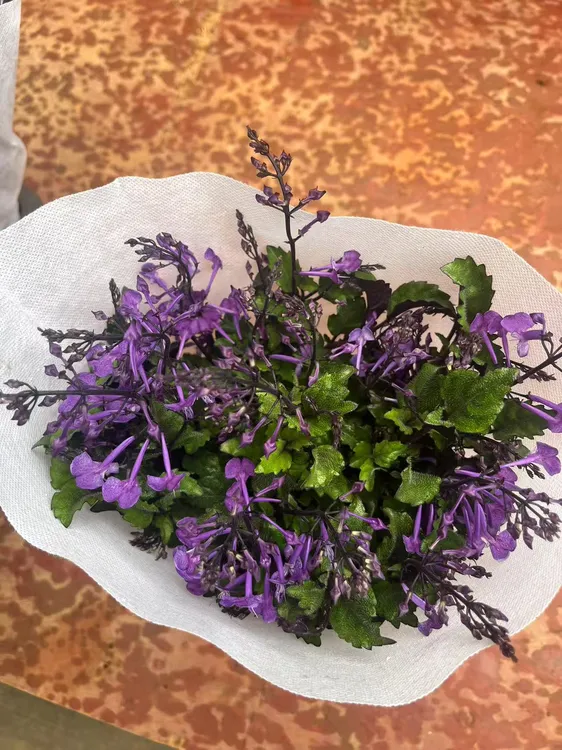 特丽莎香茶菜莫纳薰衣草盆栽好养花卉可净化空气适合倒挂阳台