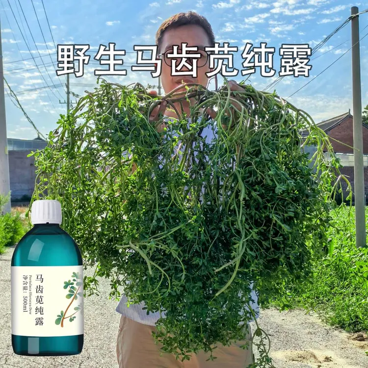 丸蔻野生马齿苋纯露修抚脆弱湿敷清爽500ML