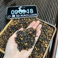 茶花乌龙 小鹿收茶 乌龙茶  9月11