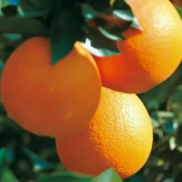 草堂奉节脐橙10斤装中果70mm起
