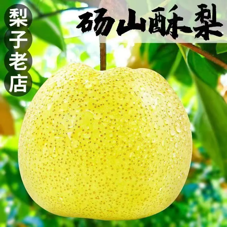 正宗砀山酥梨新鲜现摘现发应季水果皮薄酥脆多汁香甜脆甜爆汁口感