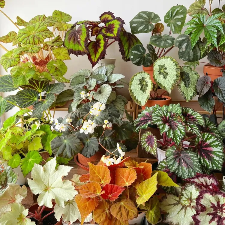 花自开秋海棠网红ins风绿植室内阳台花卉观赏植物好养易活耐阴