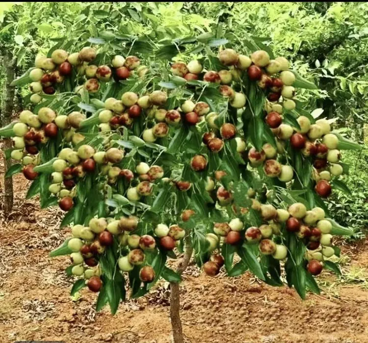 观赏树冬枣花卉观赏冬枣树山东冬枣树