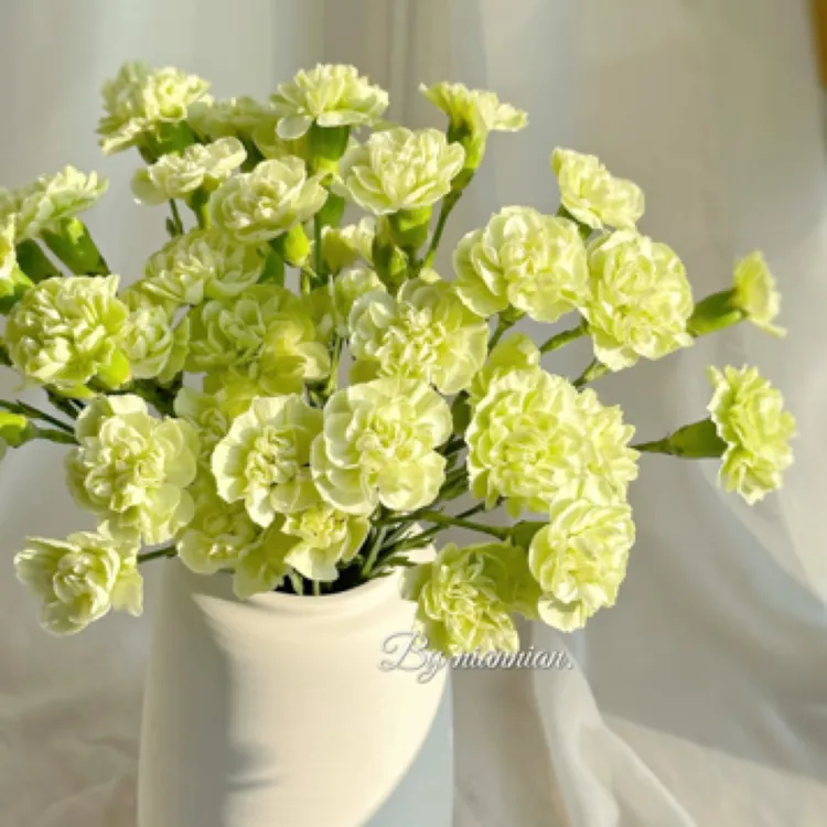 【多丁蝴蝶康】20支/可发新疆西藏/长花期耐运输耐热/空运直飞