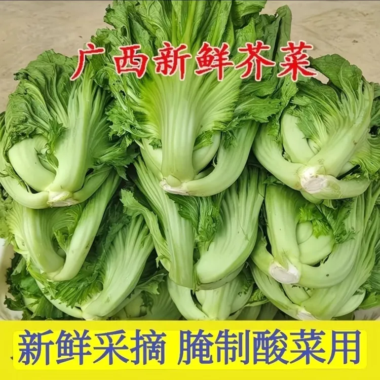 广西新鲜芥菜当季现摘可腌制酸菜泡菜的蔬菜青菜包心芥菜盖菜苦菜
