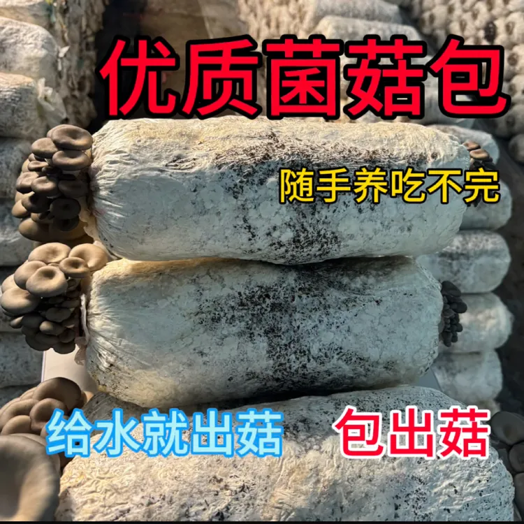 家庭种植蘑菇种植包平菇香菇菌包菌种菌棒
