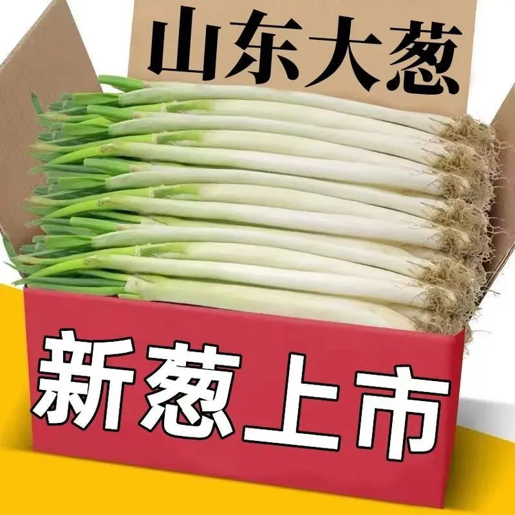 去叶大葱山东铁杆大葱新鲜脆嫩甜脆蘸酱产地直发