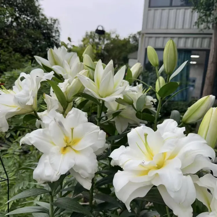 当年开花《暴风雪重瓣周长18/20cm》进口重瓣香水百合种球（1颗）