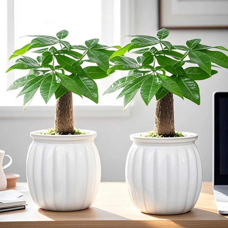 【买一送一】发财树室内小盆栽桌面绿植水培植物耐旱好养四季常绿
