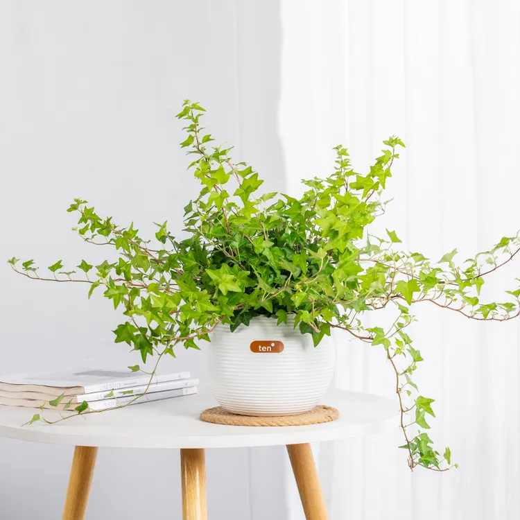 常春藤水培观叶植物室内庭院办公室好养的懒人植物四季常青的绿植