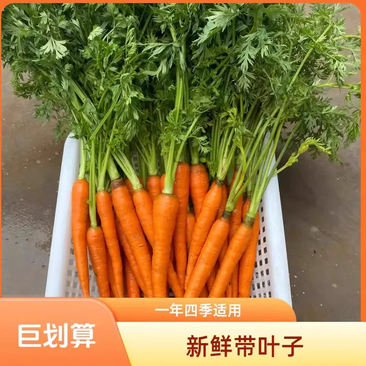 高原手指萝卜水洗新鲜带叶发货沙地红土儿宝宝辅食沙拉餐厅装饰