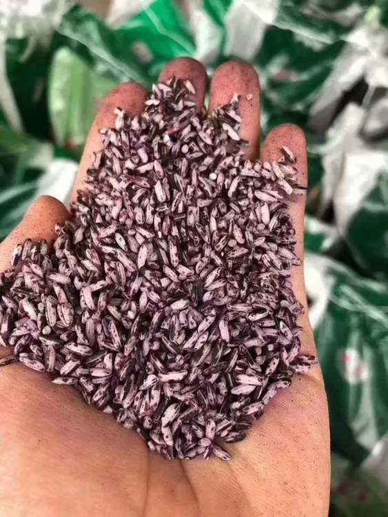 福建仙游农家一季紫米（糯）