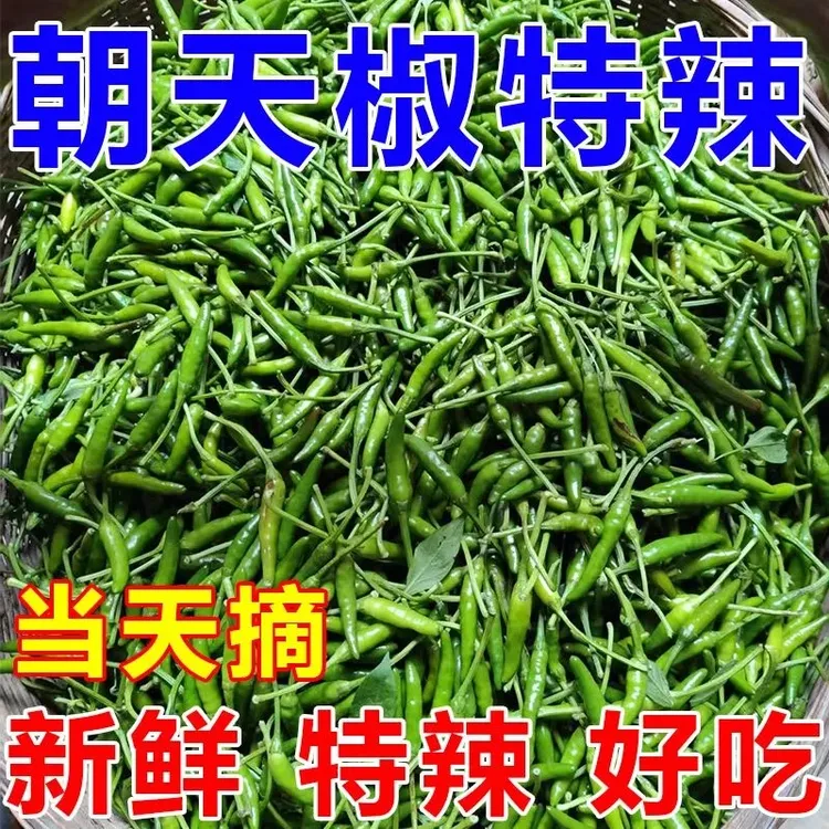新鲜现摘青朝天椒鲜嫩小米椒新一代朝天椒剁椒青椒酱专用