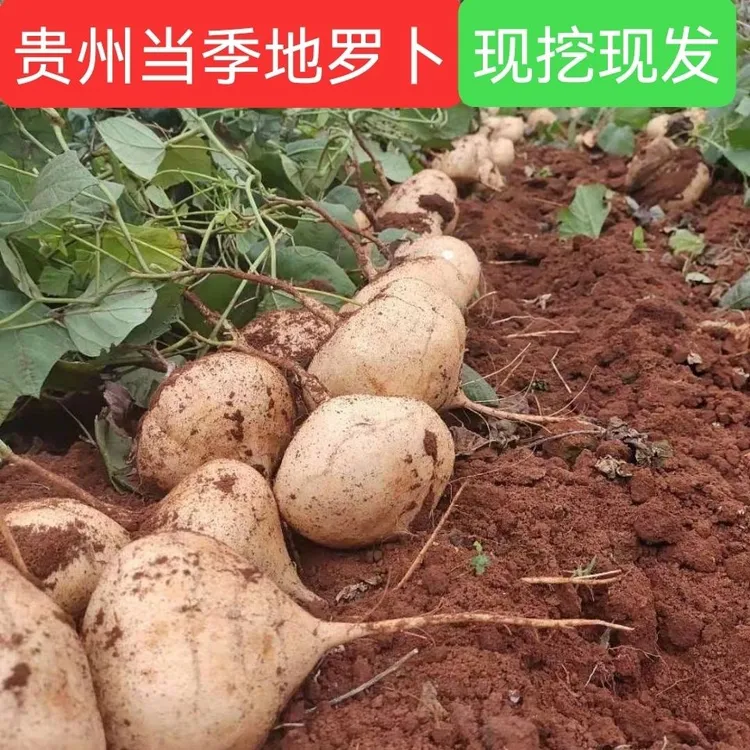 新鲜凉薯地瓜白瓜土瓜豆薯沙葛生态地当季水果