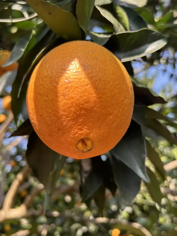 云阳县巴阳镇长江边上的紐荷尔