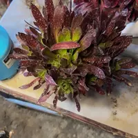 火凤凰4.99加急发明天早上