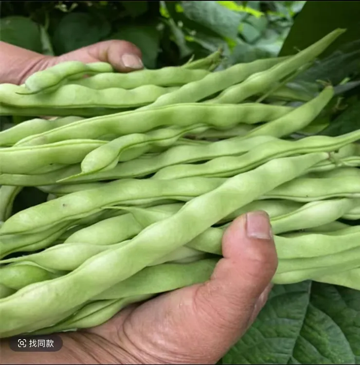贵州高山农家露天种植新鲜四季豆