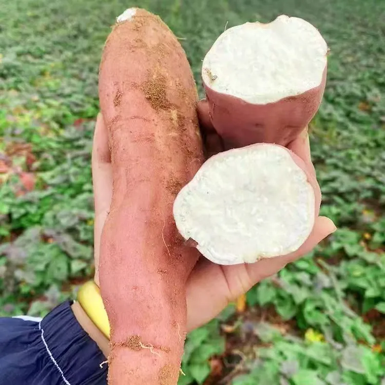 现挖现发沙地白心哈密冰糖蜜薯甜糯粉糯超甜