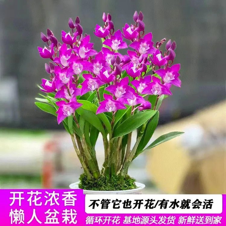 带花苞懒人植物澳洲香水石斛兰盆栽浓香办公室花卉室内微盆景水