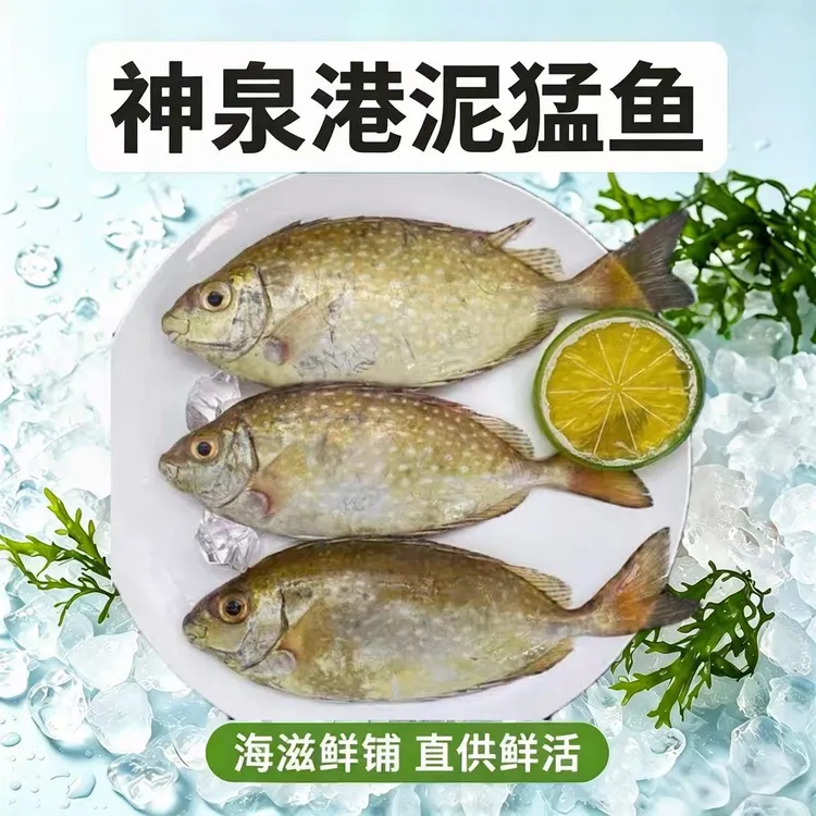 广东惠来神泉港生鲜野生海捕泥猛鱼鲜活黄提苦提新鲜深海鱼海鲜
