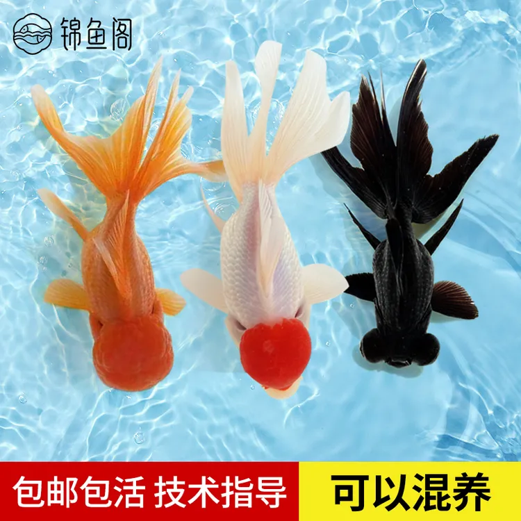 金鱼红头鱼红头活体鸿运当头淡水狮子头鱼缸小型鱼好养的观赏鱼