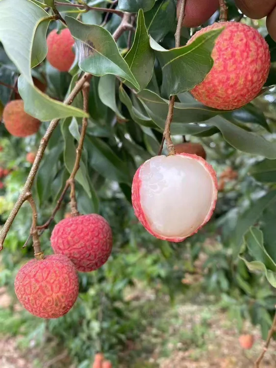 老树白糖罂荔枝，新鲜现摘，多吃不腻