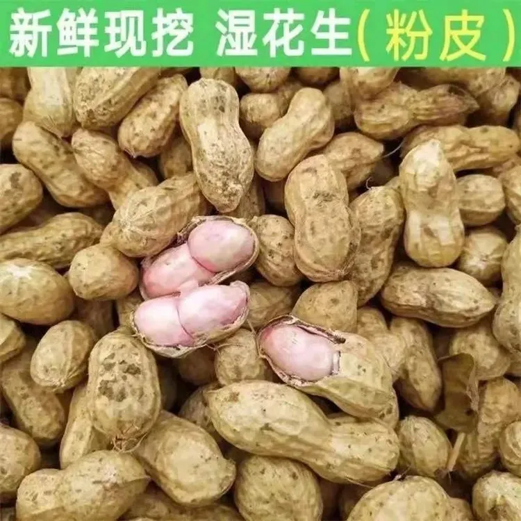 新鲜湿花生今年现挖现发5斤农家种粉红皮可水煮带壳生花生