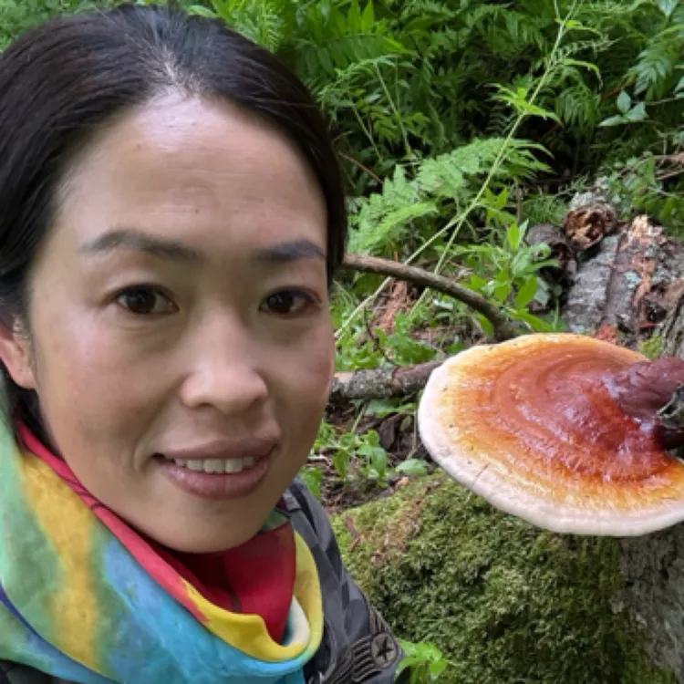 深山灵芝菇50克.