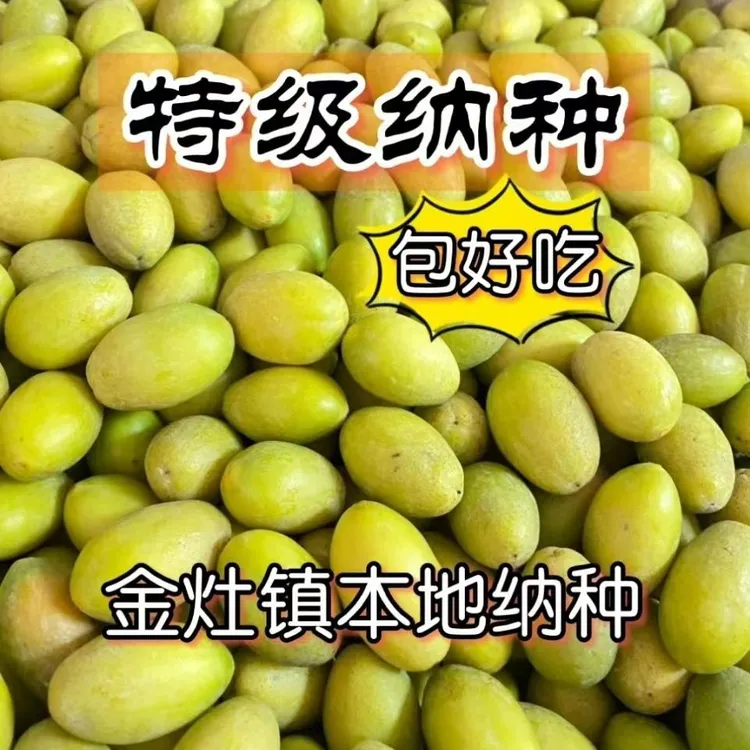 正宗潮汕现摘金玉纳种橄榄青橄榄甘香无渣新鲜水果