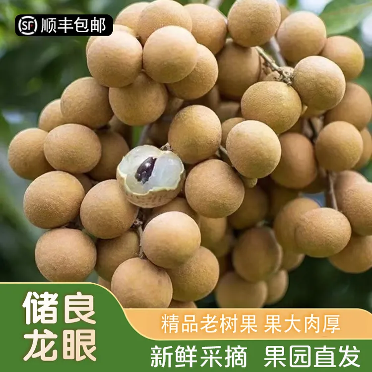 全爸农产品广东高州【储良龙眼】果大肉多爆甜新鲜现摘现发顺丰包邮