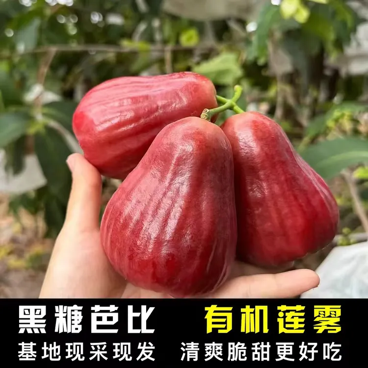 畲乡高山黑糖芭比莲雾清甜超高水汁当非黑金刚礼盒装孕妇水果